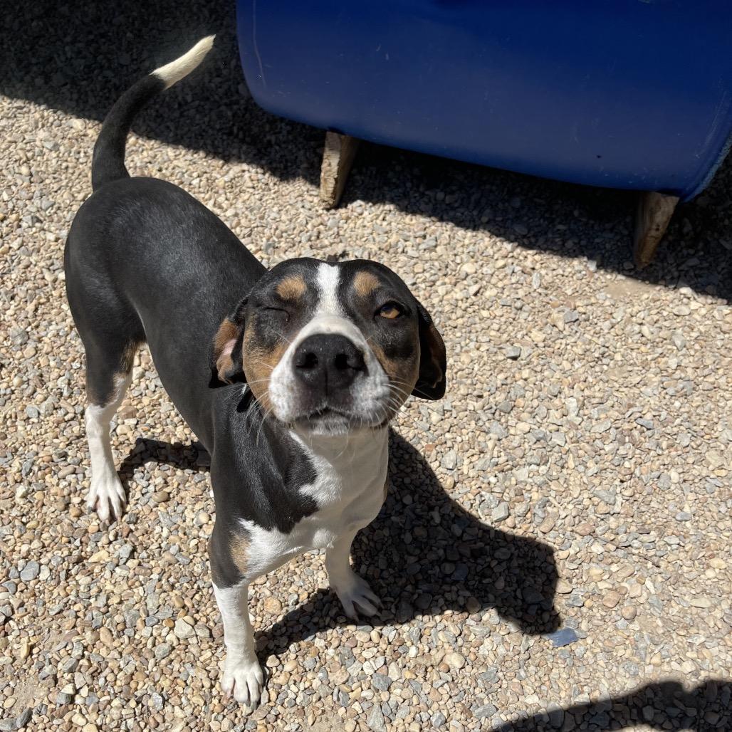 Brisket, Adoptable, Adult Male Mixed Breed.