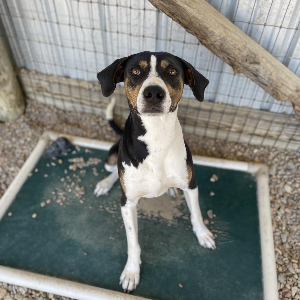 Enlarge Brisket, a Adoptable Mixed Breed in Blairsville, GA image 2/6