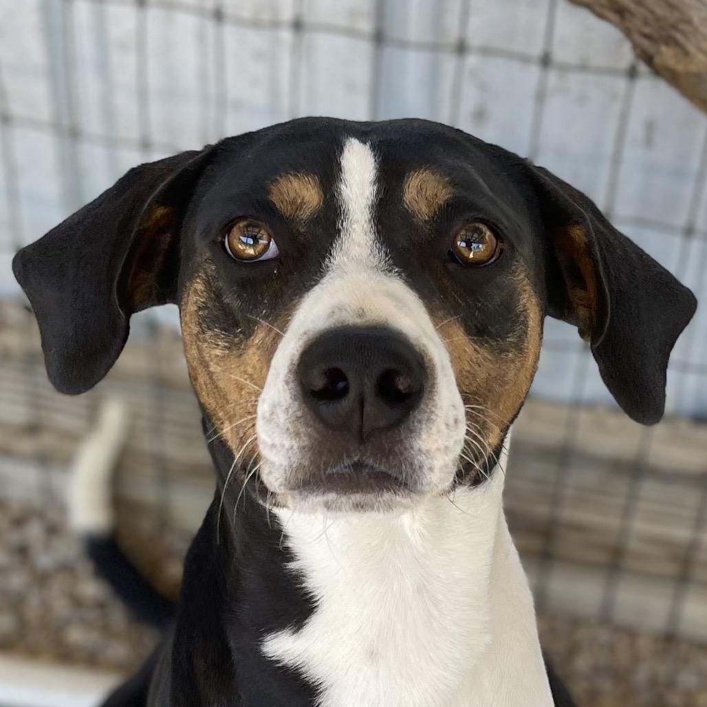 Enlarge Brisket, a Adoptable Mixed Breed in Blairsville, GA image 3/6