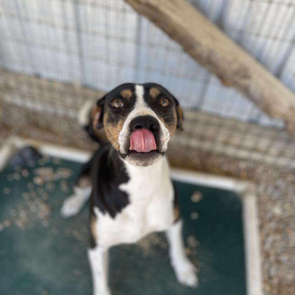 Enlarge Brisket, a Adoptable Mixed Breed in Blairsville, GA image 4/6