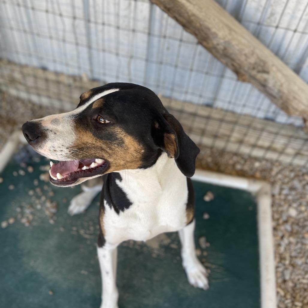 Enlarge Brisket, a Adoptable Mixed Breed in Blairsville, GA image 5/6