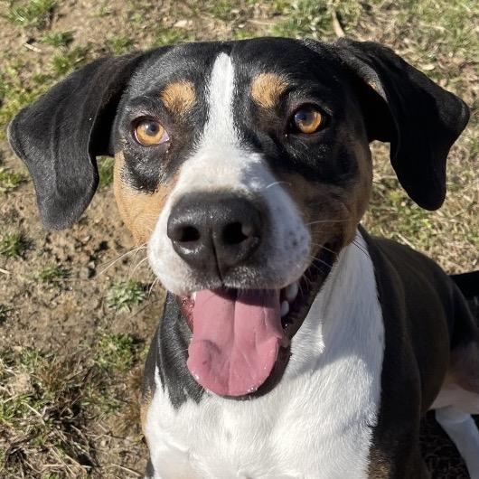 Enlarge Brisket, a Adoptable Mixed Breed in Blairsville, GA image 6/6