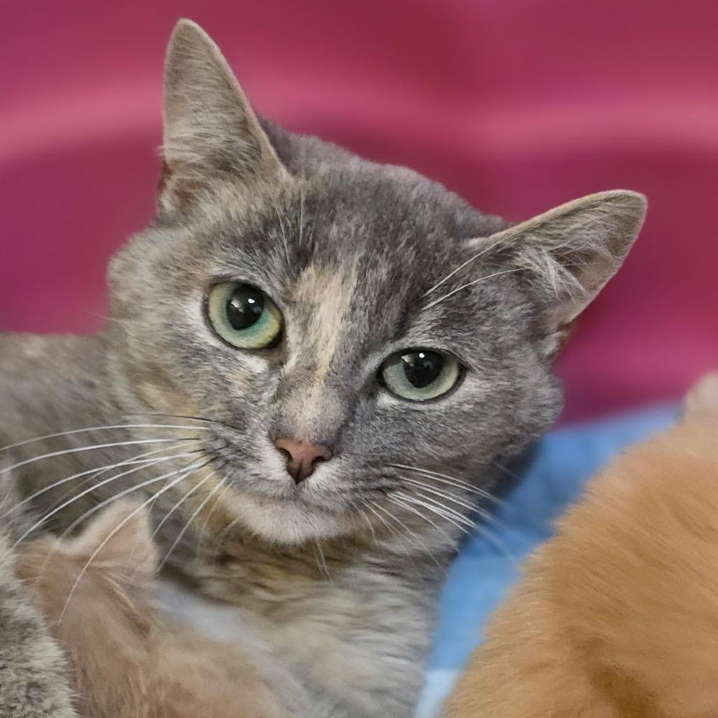 Shenandoah, Adoptable, Adult Female Domestic Short Hair & Domestic Short Hair.