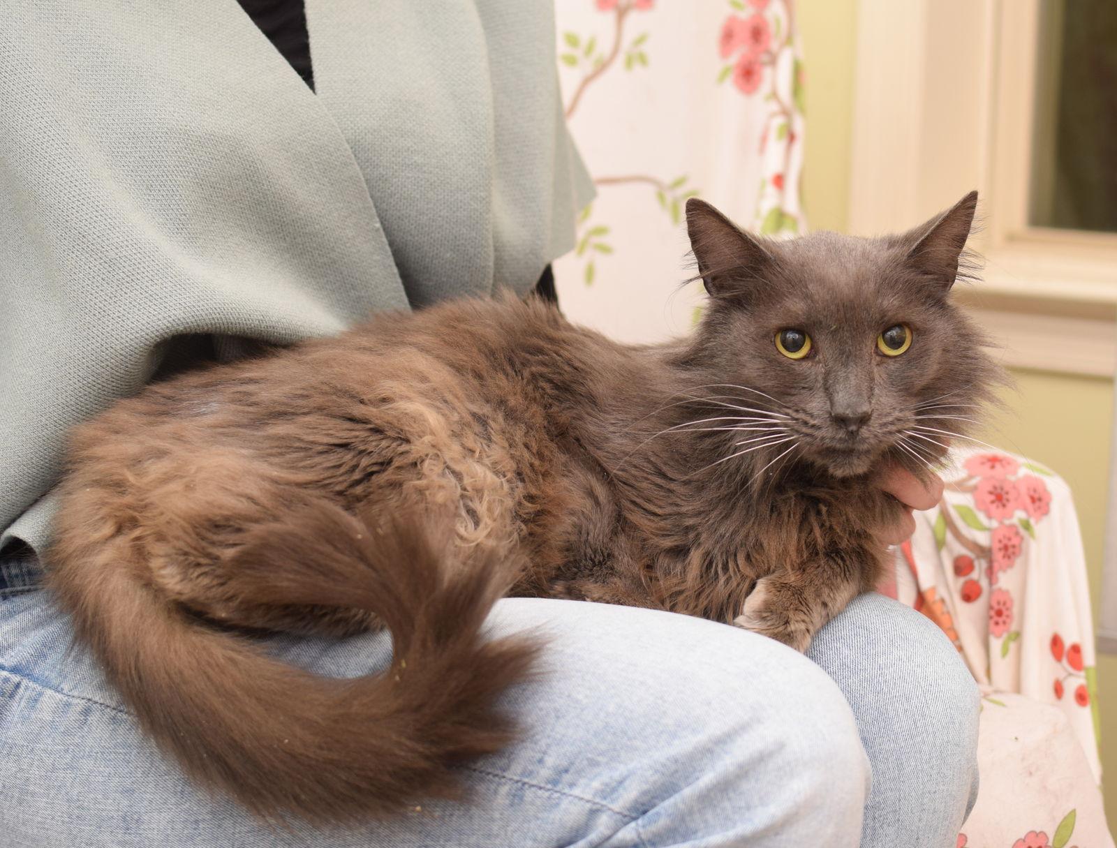 Pepsi, Adoptable, Adult Male Nebelung & Russian Blue.