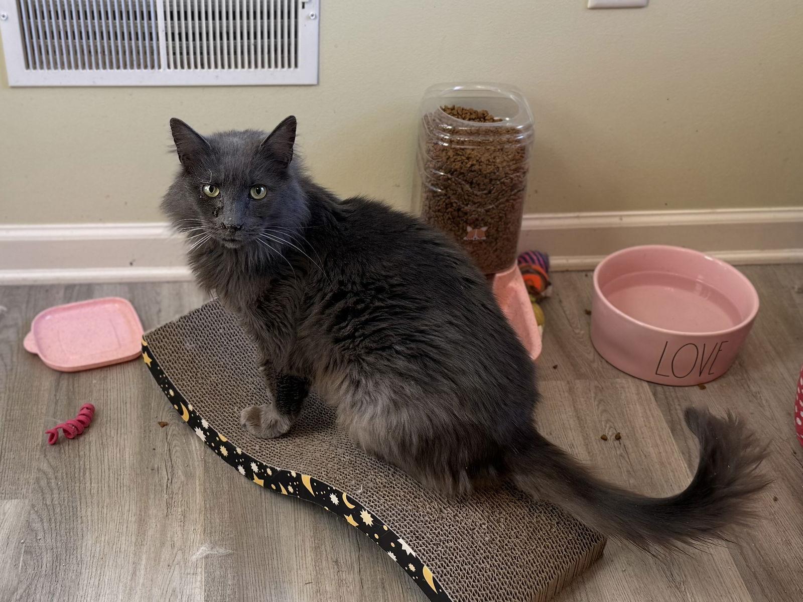 Pepsi, a Adoptable mixed breed in Hockessin, DE image 2/3