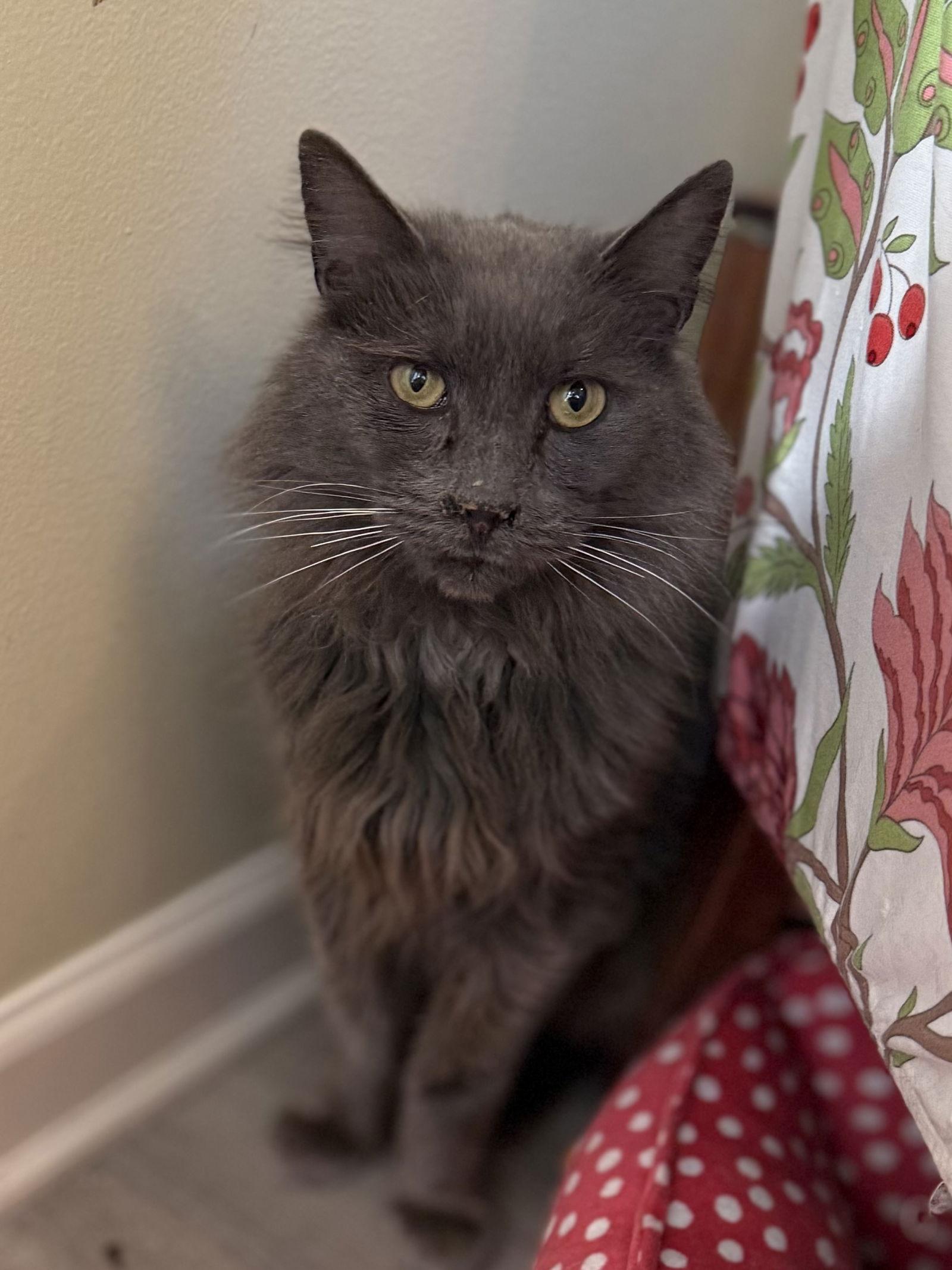 Pepsi, a Adoptable mixed breed in Hockessin, DE image 3/3