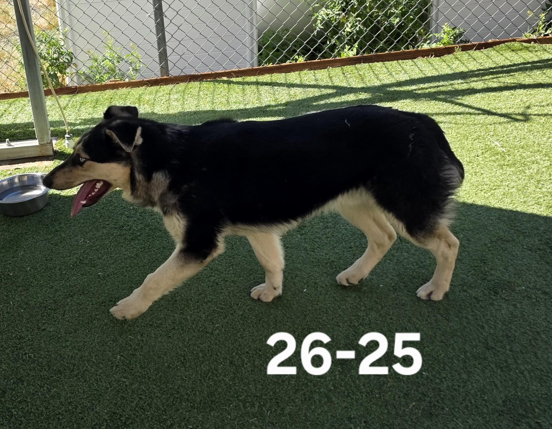 26-25, adopted, Young Male Australian Shepherd.