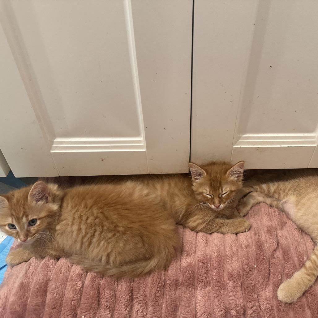 Siren, Adoptable, Kitten Male Domestic Long Hair & Domestic Medium Hair.