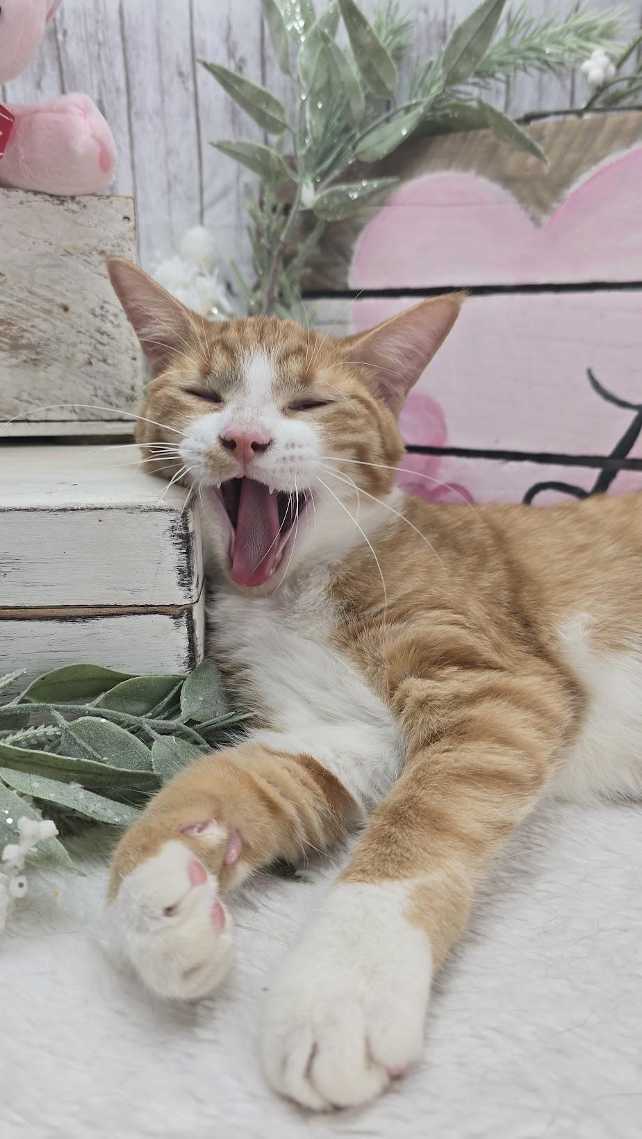 Enlarge Wesson, a Adoptable Domestic Short Hair in Parsippany, NJ image 3/6