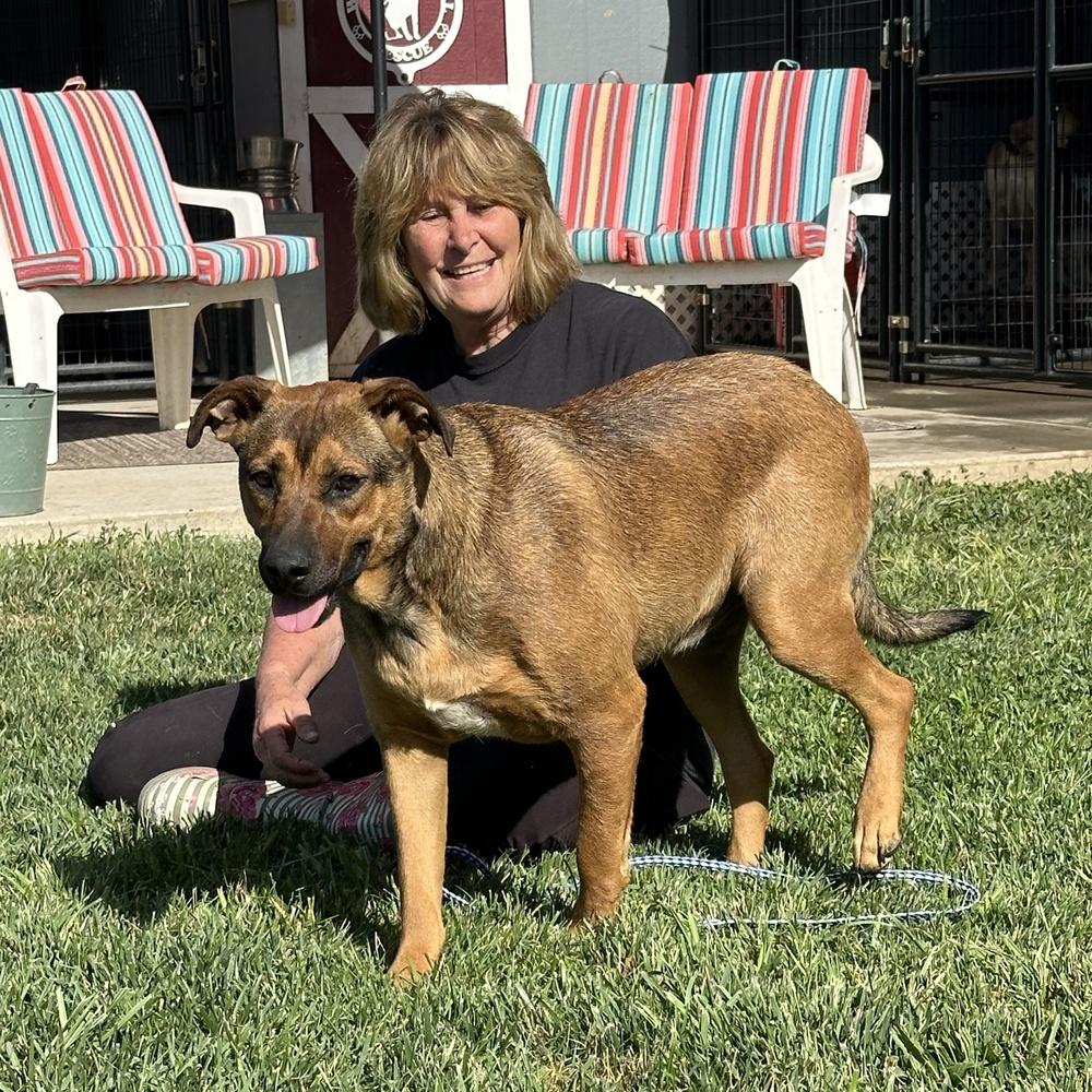 Mohanna, a Adoptable mixed breed in Wilton, CA image 2/3