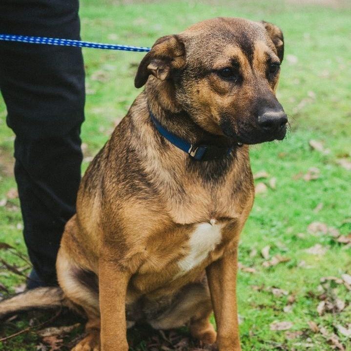 Mohanna, a Adoptable mixed breed in Wilton, CA image 3/6