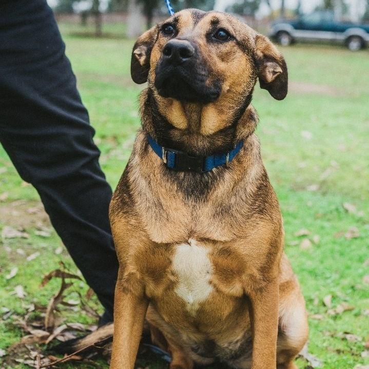 Mohanna, a Adoptable mixed breed in Wilton, CA image 3/3