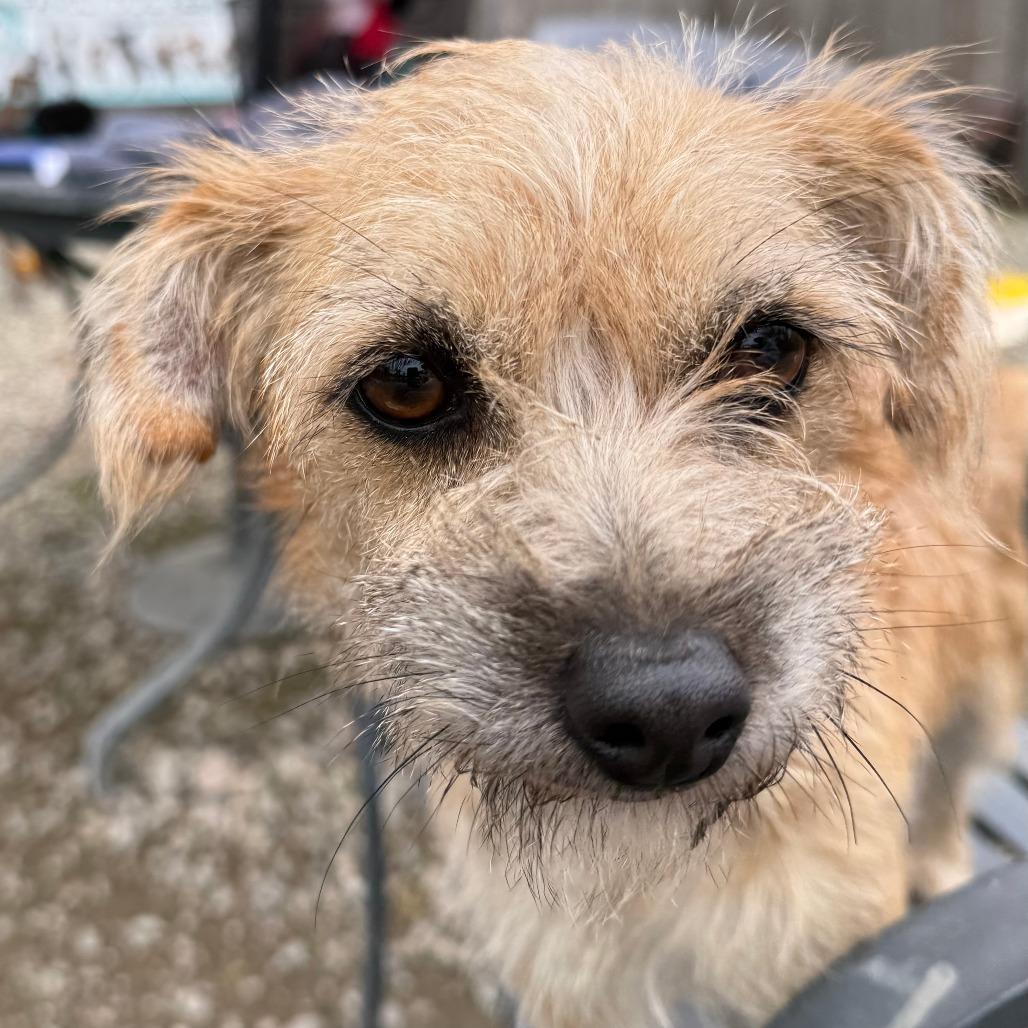 Chi Chi, a Adoptable Terrier in Sonoma, CA image 1/6