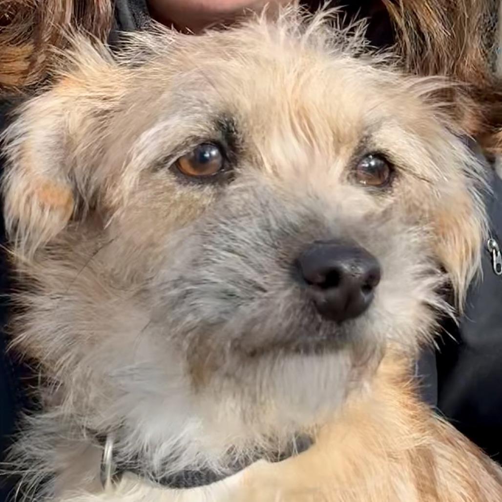 Chi Chi, a Adoptable Terrier in Sonoma, CA image 2/6