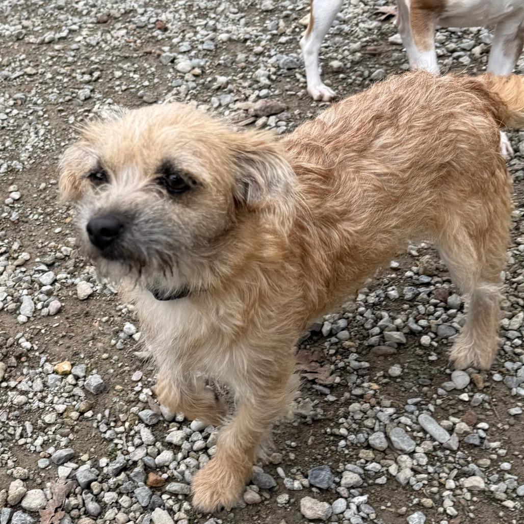 Chi Chi, a Adoptable Terrier in Sonoma, CA image 3/6