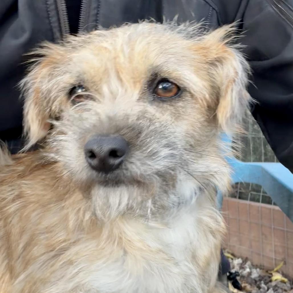 Chi Chi, a Adoptable Terrier in Sonoma, CA image 4/6