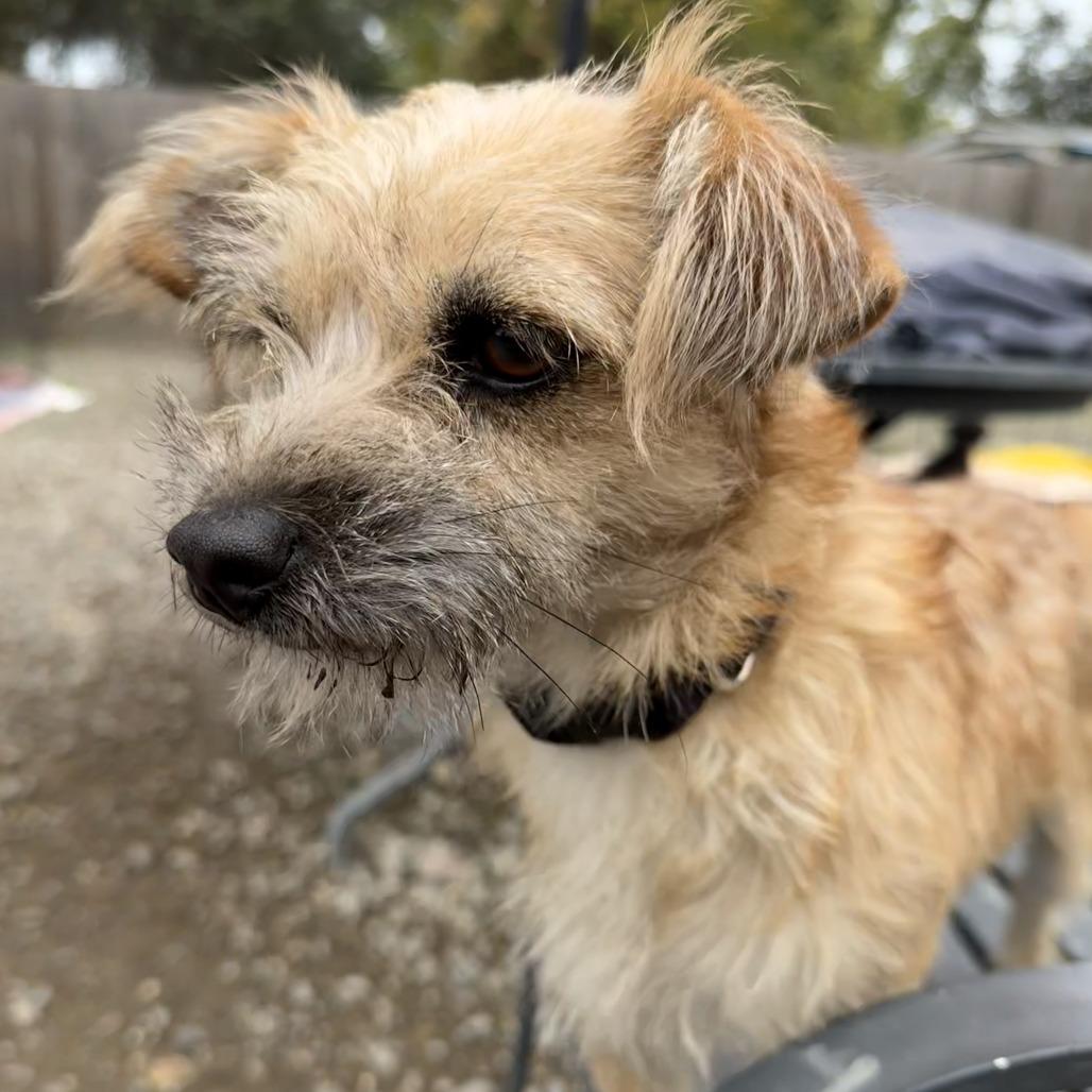 Chi Chi, a Adoptable Terrier in Sonoma, CA image 5/6