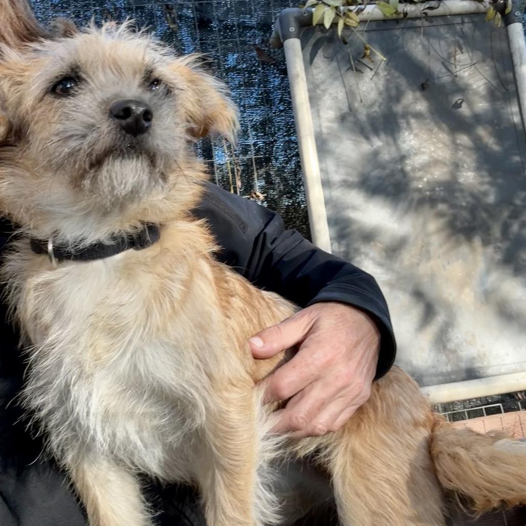 Chi Chi, a Adoptable Terrier in Sonoma, CA image 6/6