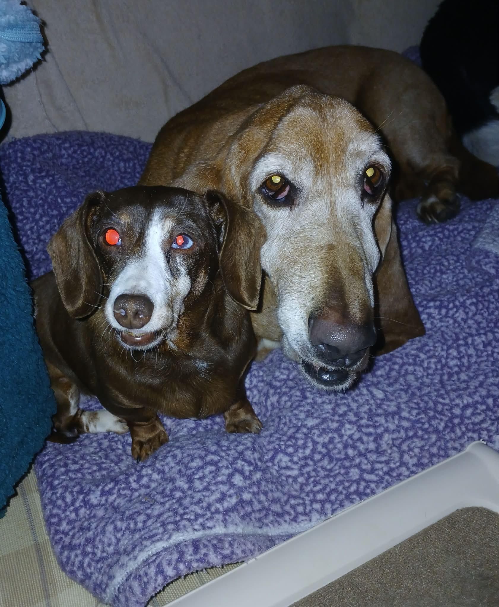 Enlarge Tiny, an adopted Dachshund in Anderson, IN image 3/6