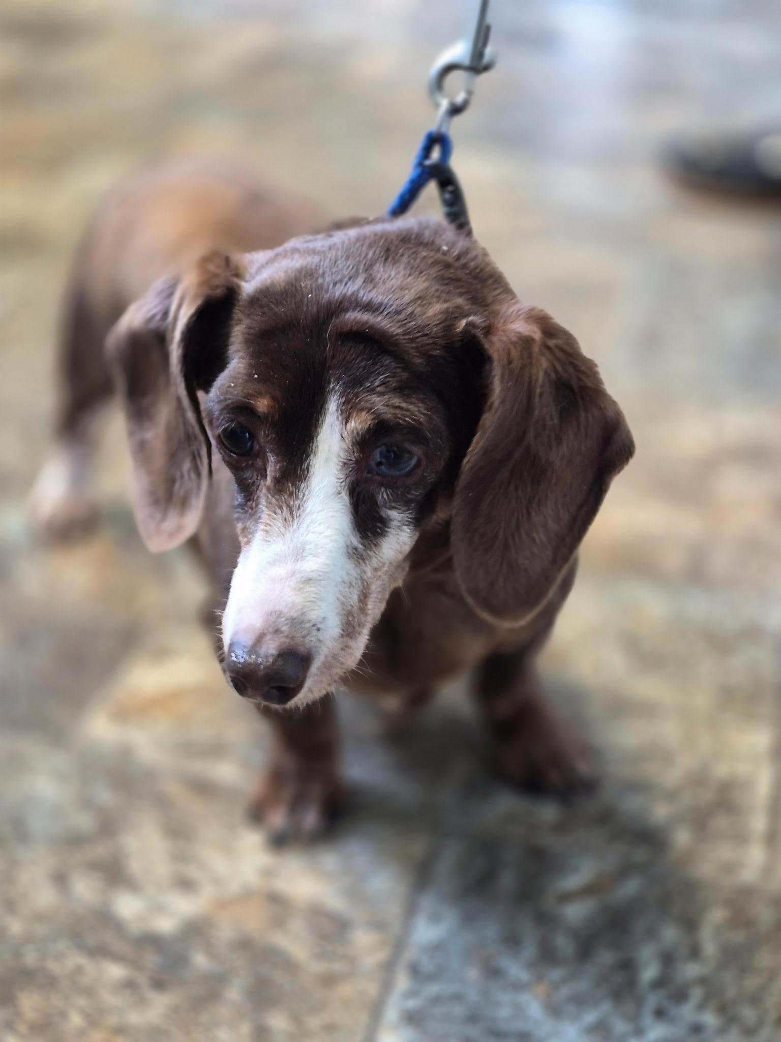 Tiny, adopted, Senior Female Dachshund.
