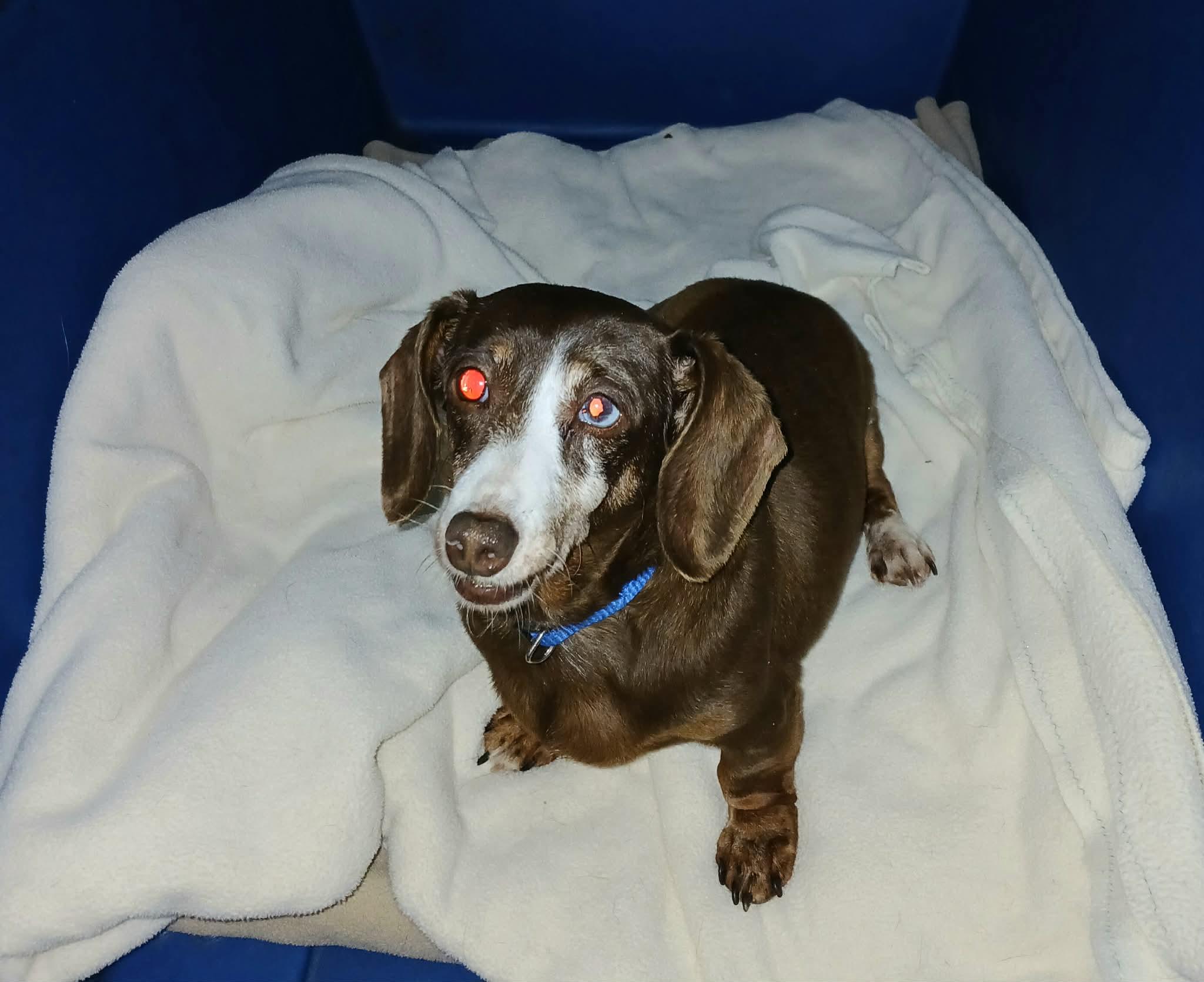 Enlarge Tiny, an adopted Dachshund in Anderson, IN image 5/6
