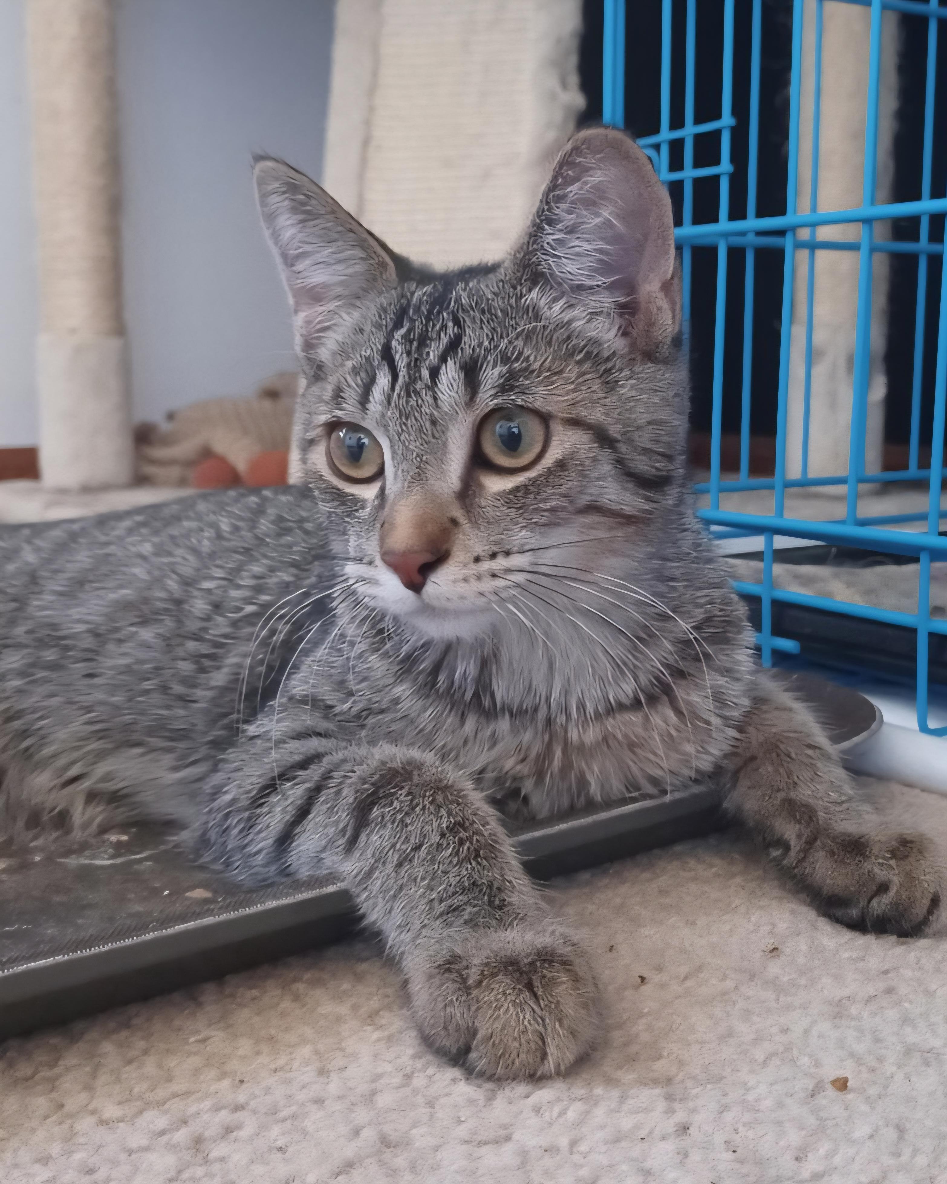 Monroe, adoptable, Kitten Male Domestic Short Hair.