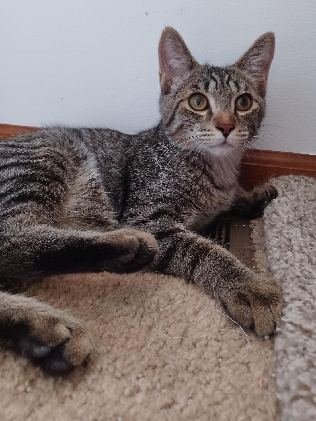 Enlarge Monroe, an adoptable Domestic Short Hair in Swartz Creek, MI image 2/2