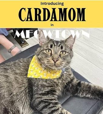 Cardamom, Adoptable, Adult Female Domestic Short Hair.