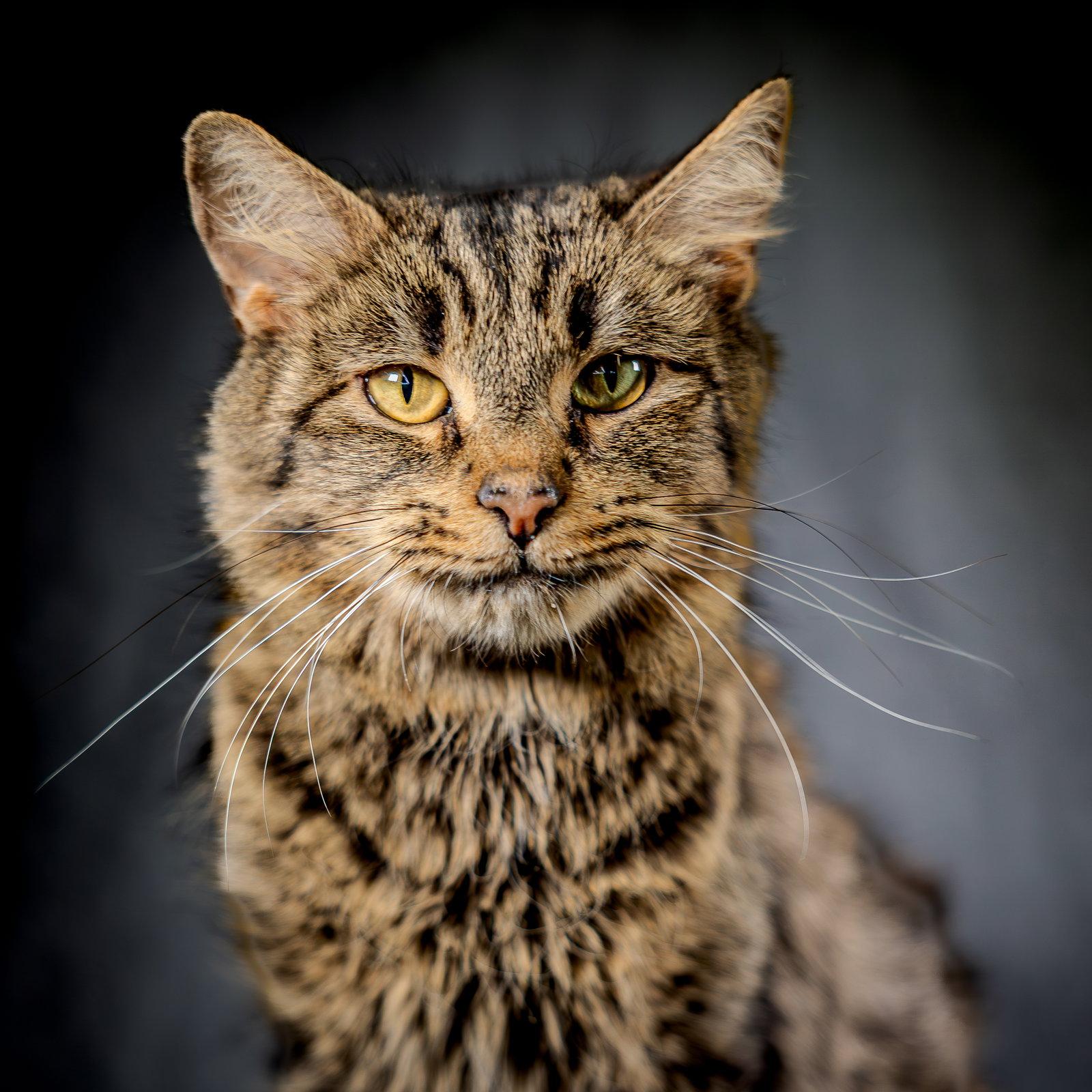 Cardamom, a Adoptable Domestic Short Hair in Herndon, VA image 2/3
