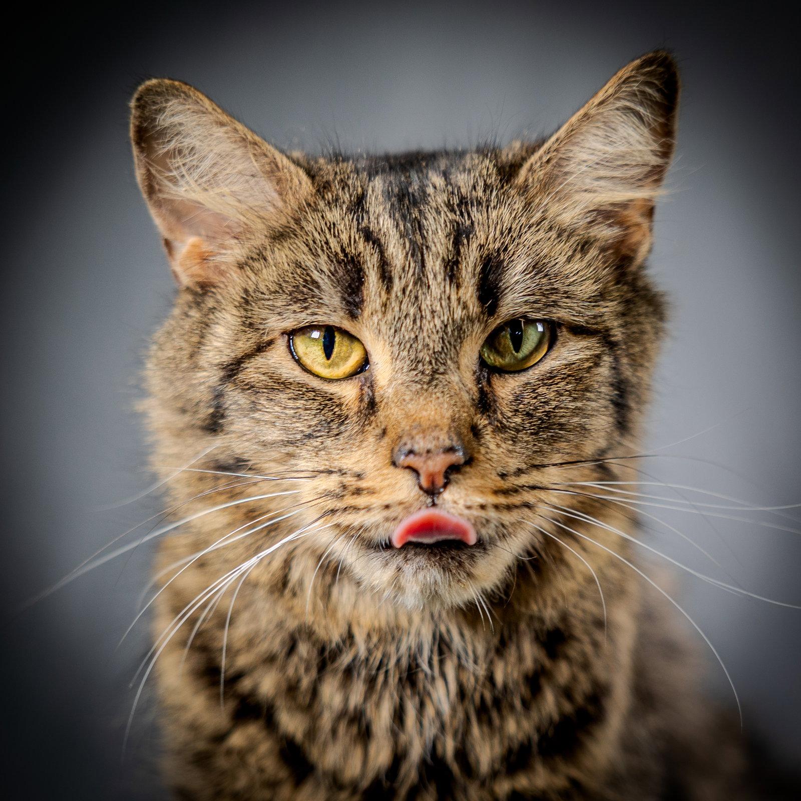 Cardamom, a Adoptable Domestic Short Hair in Herndon, VA image 3/3
