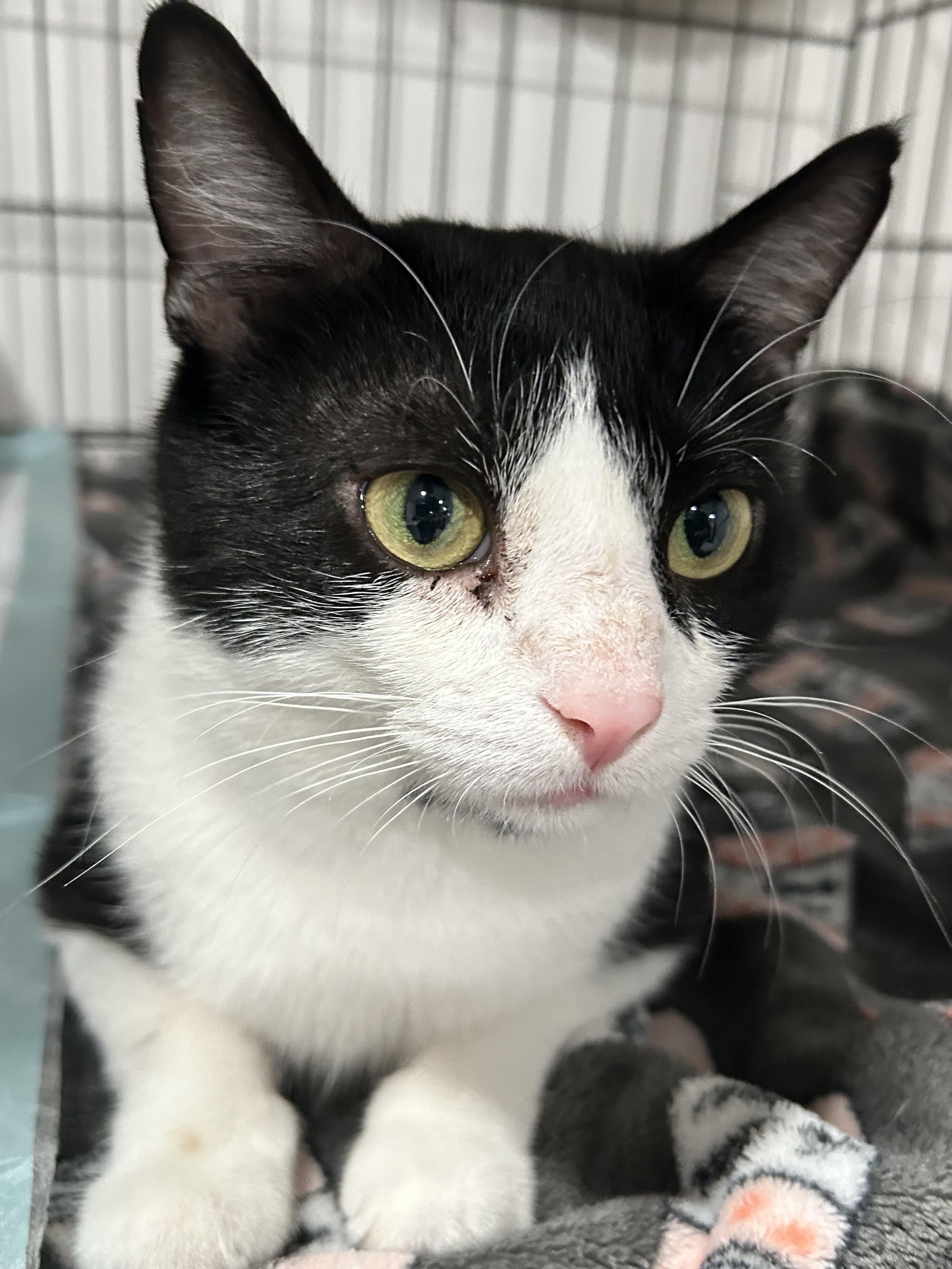 Phoenix, a Adoptable Domestic Short Hair in North Huntingdon, PA image 2/4