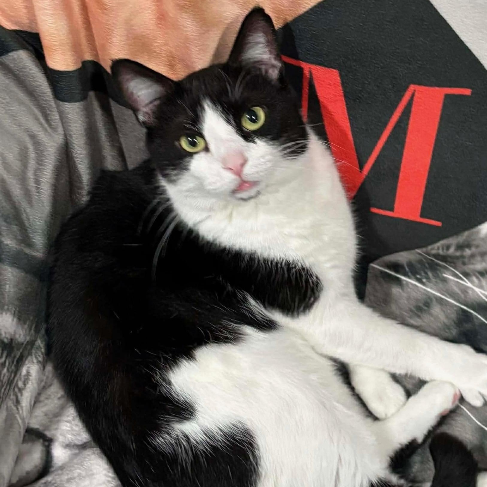 Enlarge Phoenix, a Adoptable Domestic Short Hair in North Huntingdon, PA image 1/5