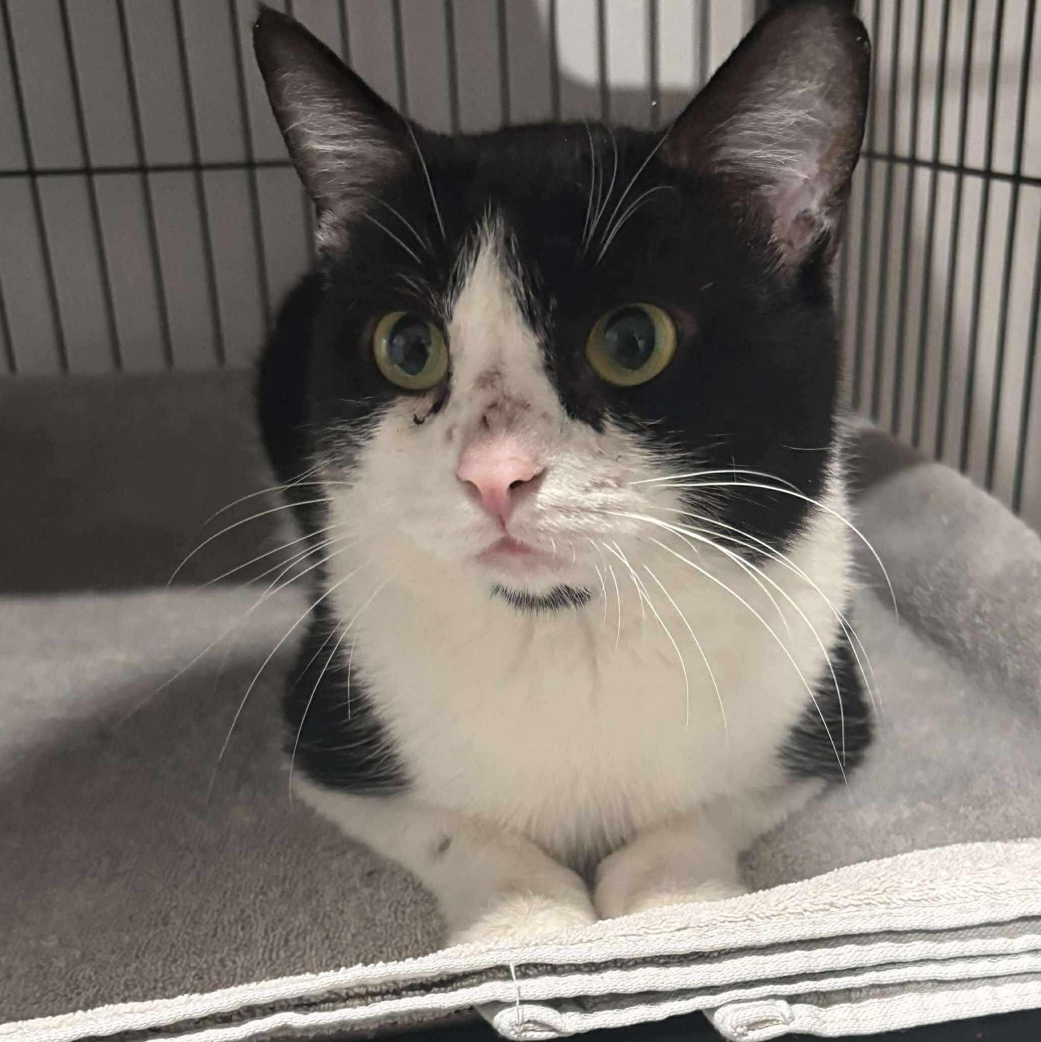 Enlarge Phoenix, a Adoptable Domestic Short Hair in North Huntingdon, PA image 4/5