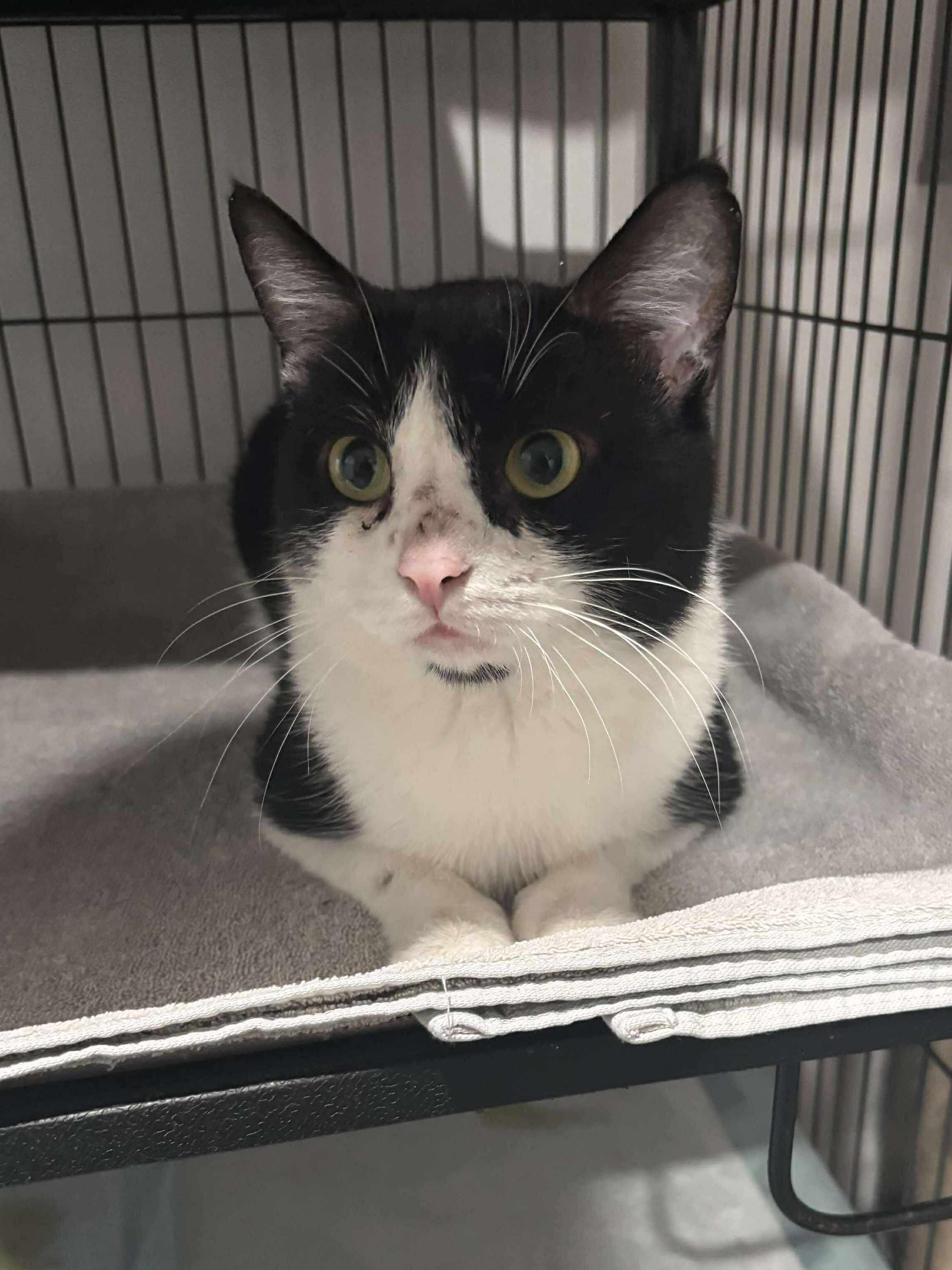 Phoenix, a Adoptable Domestic Short Hair in North Huntingdon, PA image 3/4