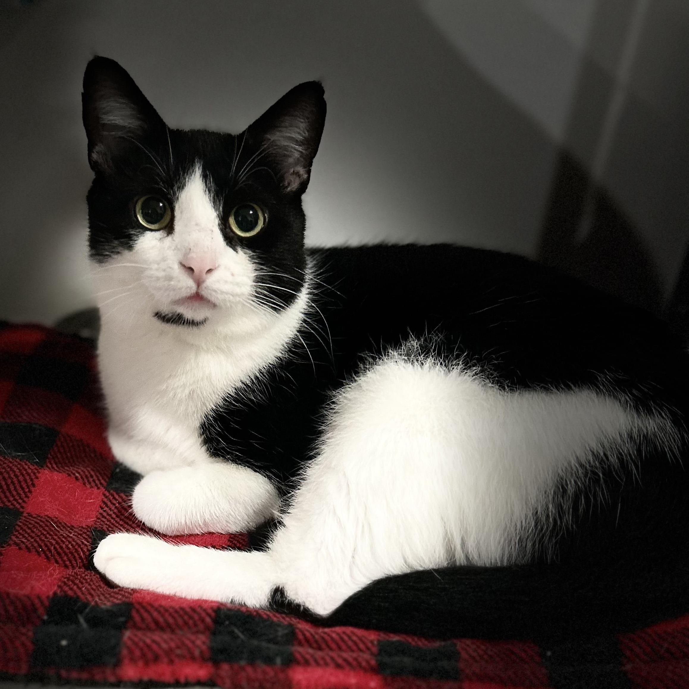 Enlarge Phoenix, a Adoptable Domestic Short Hair in North Huntingdon, PA image 3/6