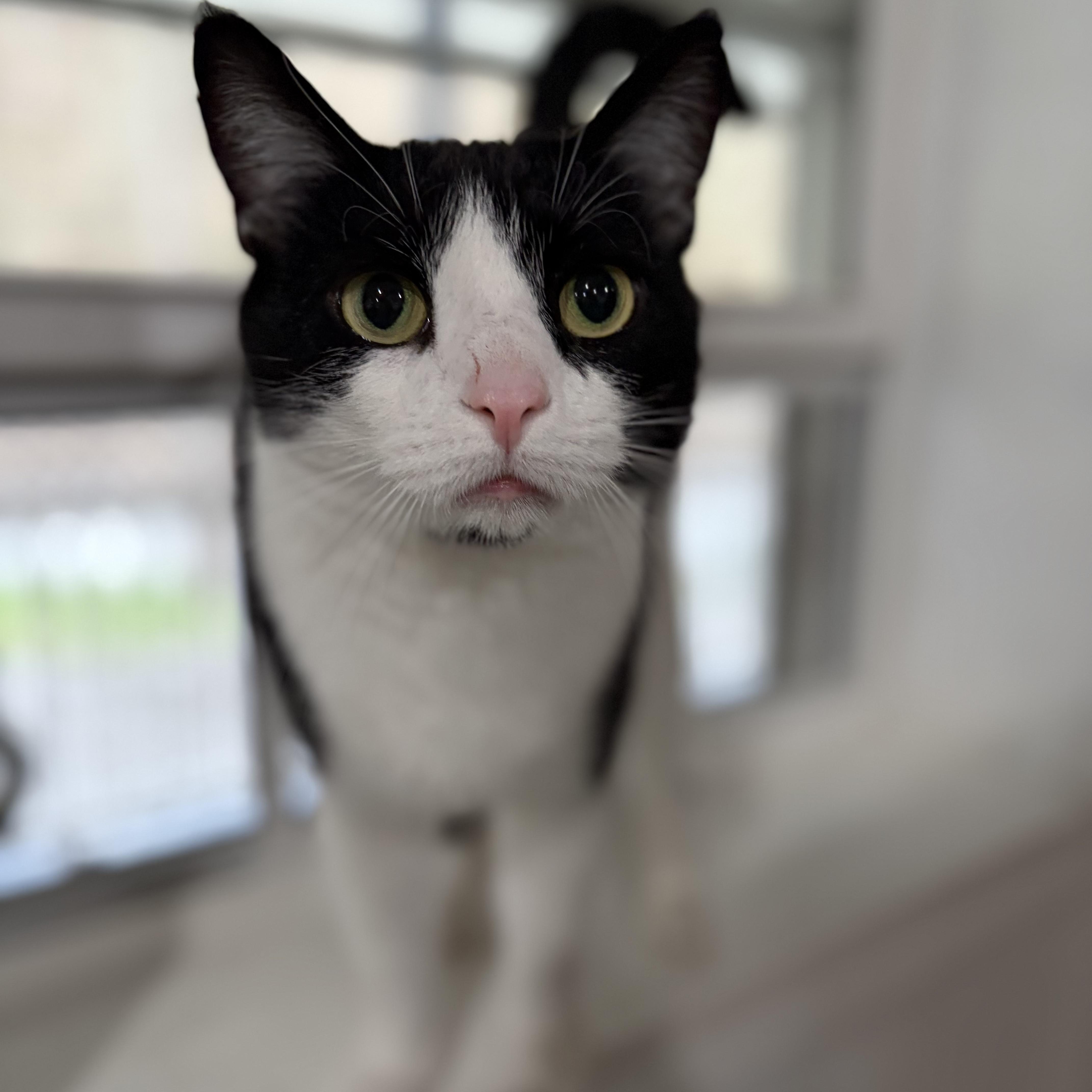 Enlarge Phoenix, a Adoptable Domestic Short Hair in North Huntingdon, PA image 4/6