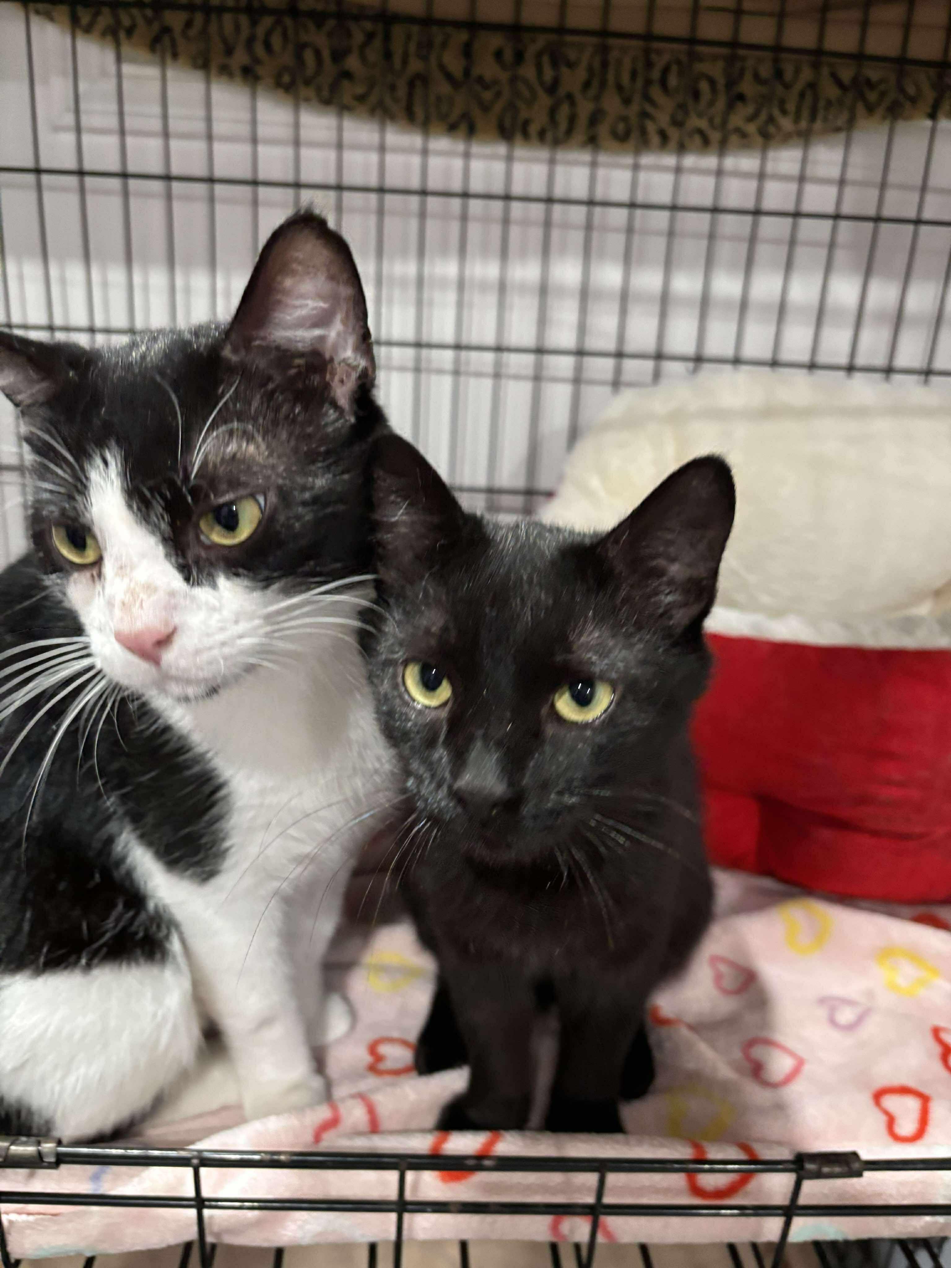 Phoenix, a Adoptable Domestic Short Hair in North Huntingdon, PA image 4/4