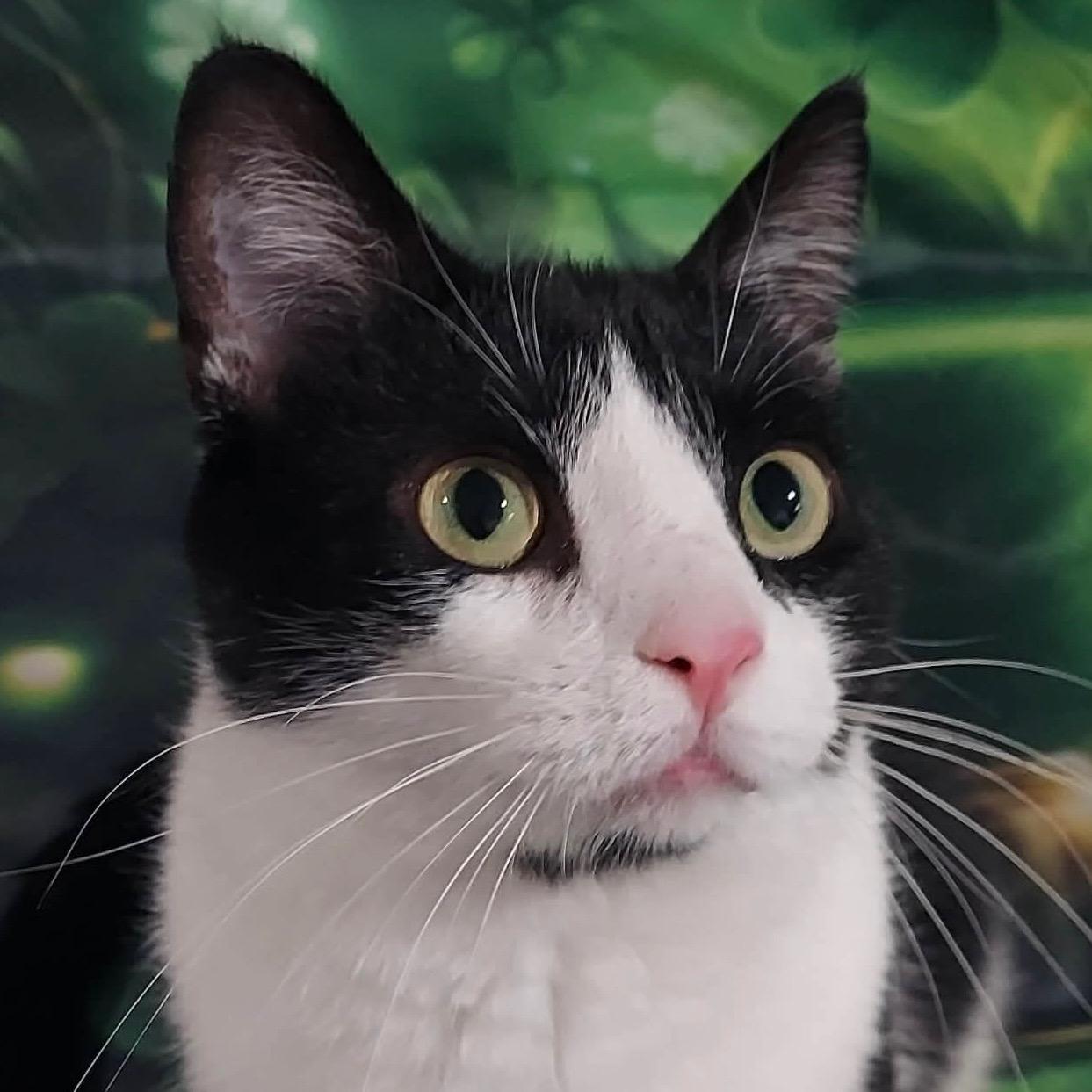 Enlarge Phoenix, a Adoptable Domestic Short Hair in North Huntingdon, PA image 2/6