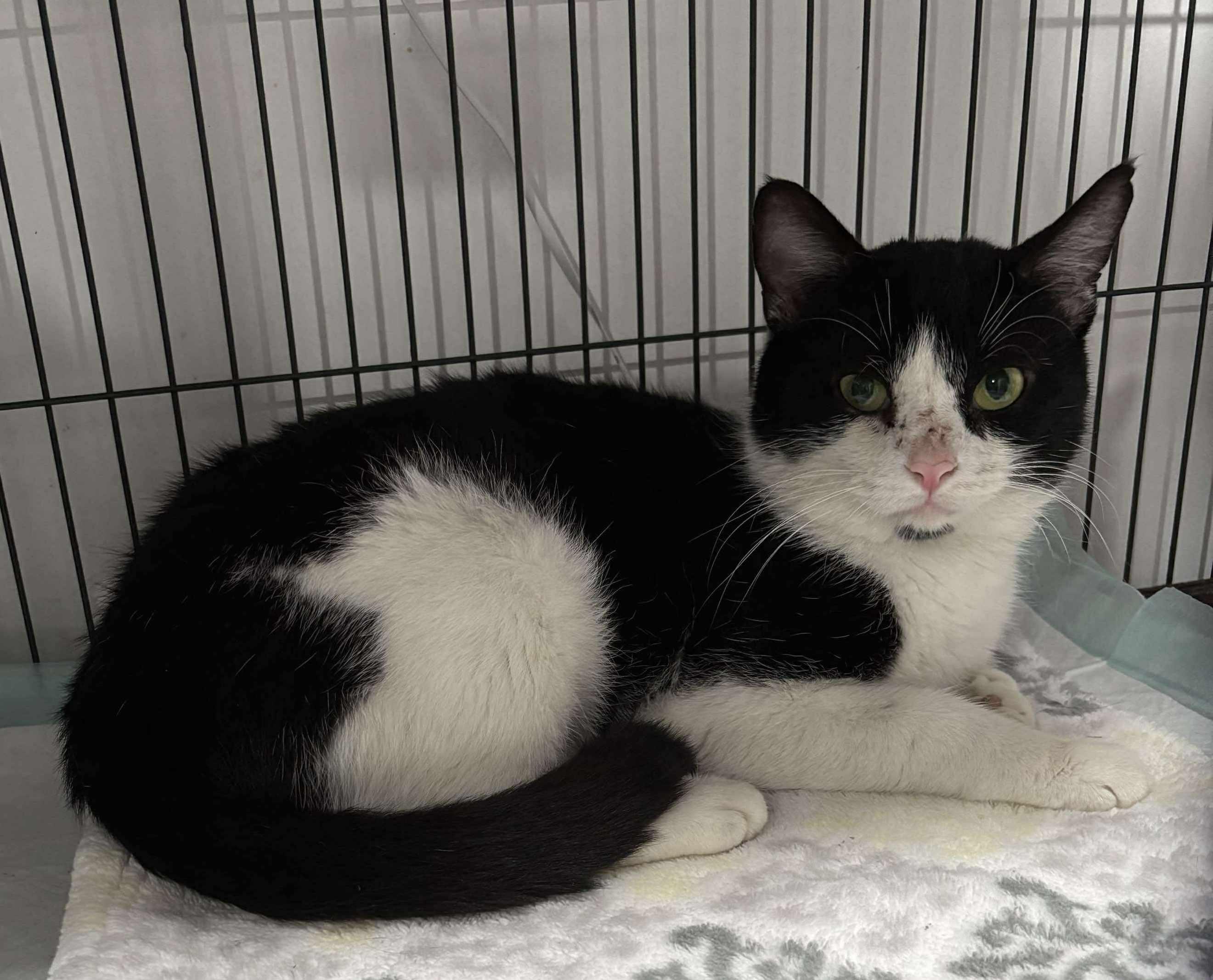 Phoenix, a Adoptable Domestic Short Hair in North Huntingdon, PA image 1/4