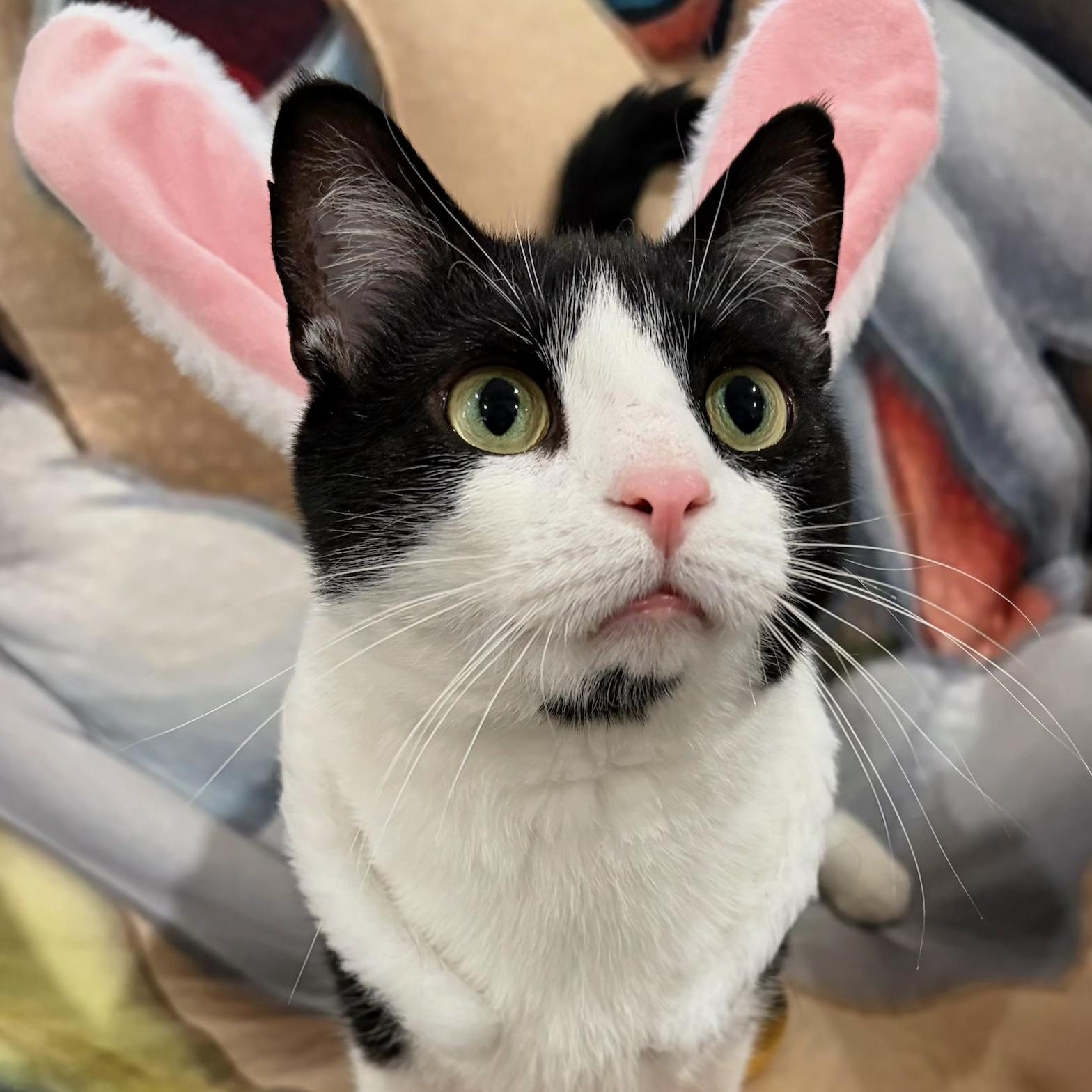 Enlarge Phoenix, a Adoptable Domestic Short Hair in North Huntingdon, PA image 5/6