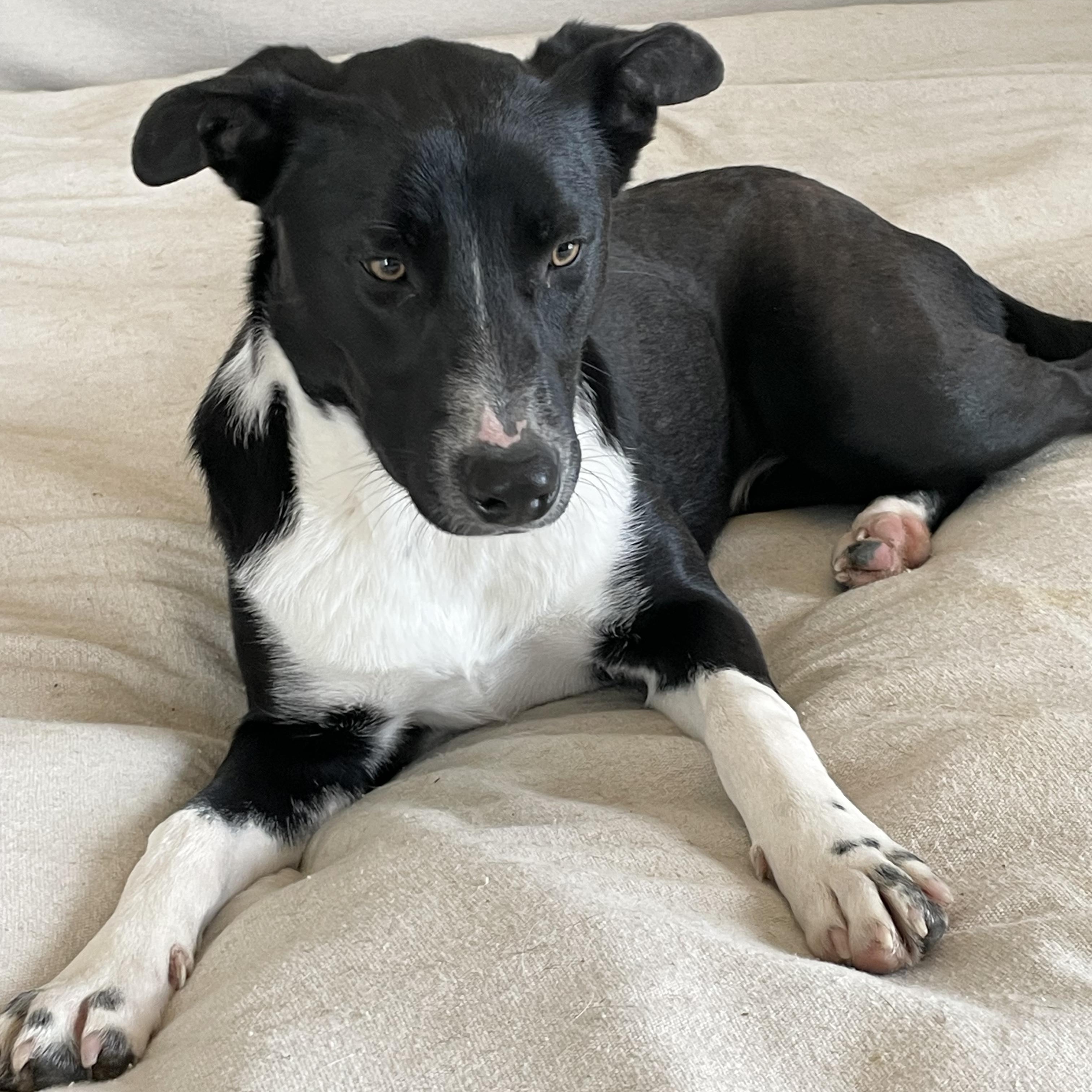 Darling Cecilia, a hold mixed breed in West Hartford , CT image 1/6