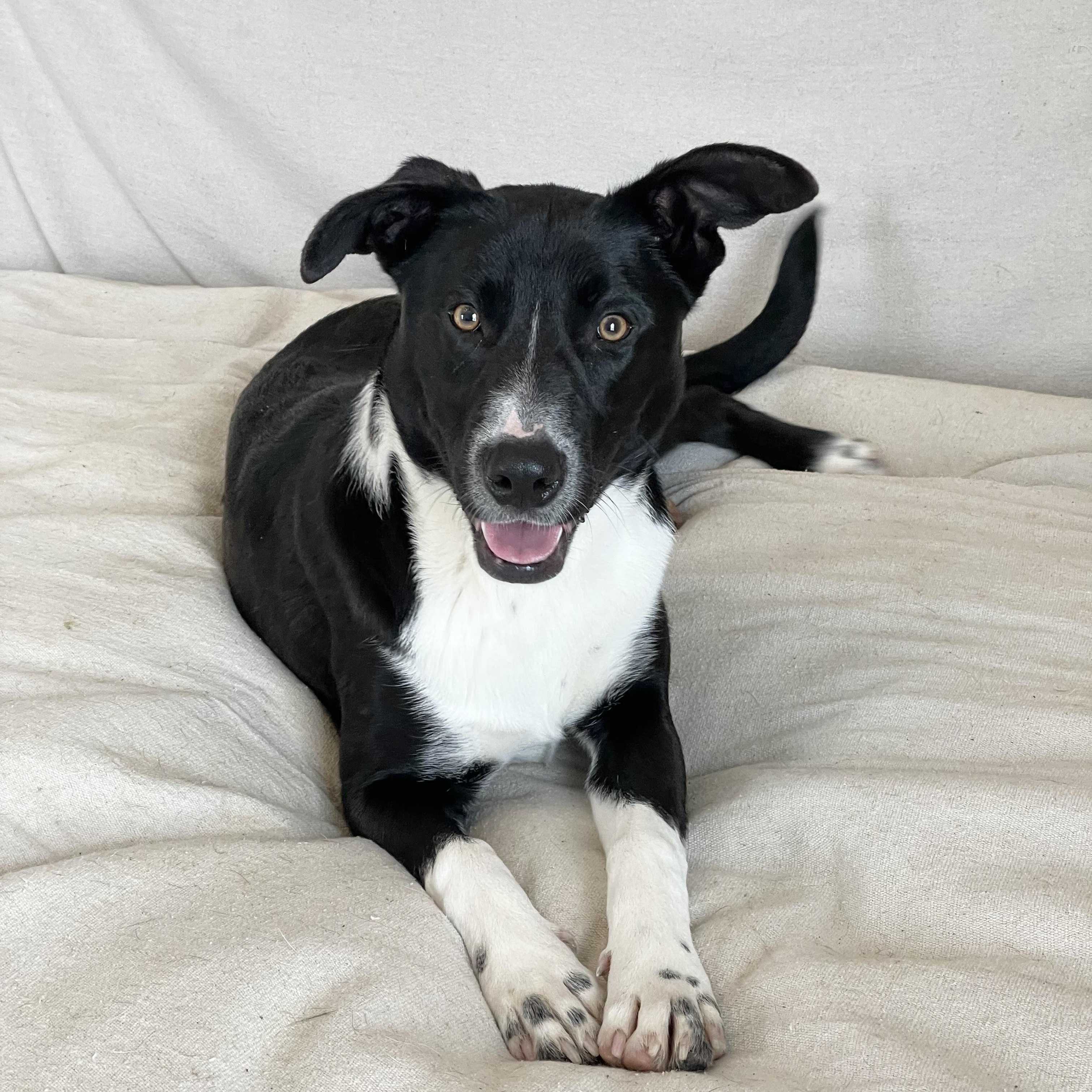 Darling Cecilia, a hold mixed breed in West Hartford , CT image 2/6