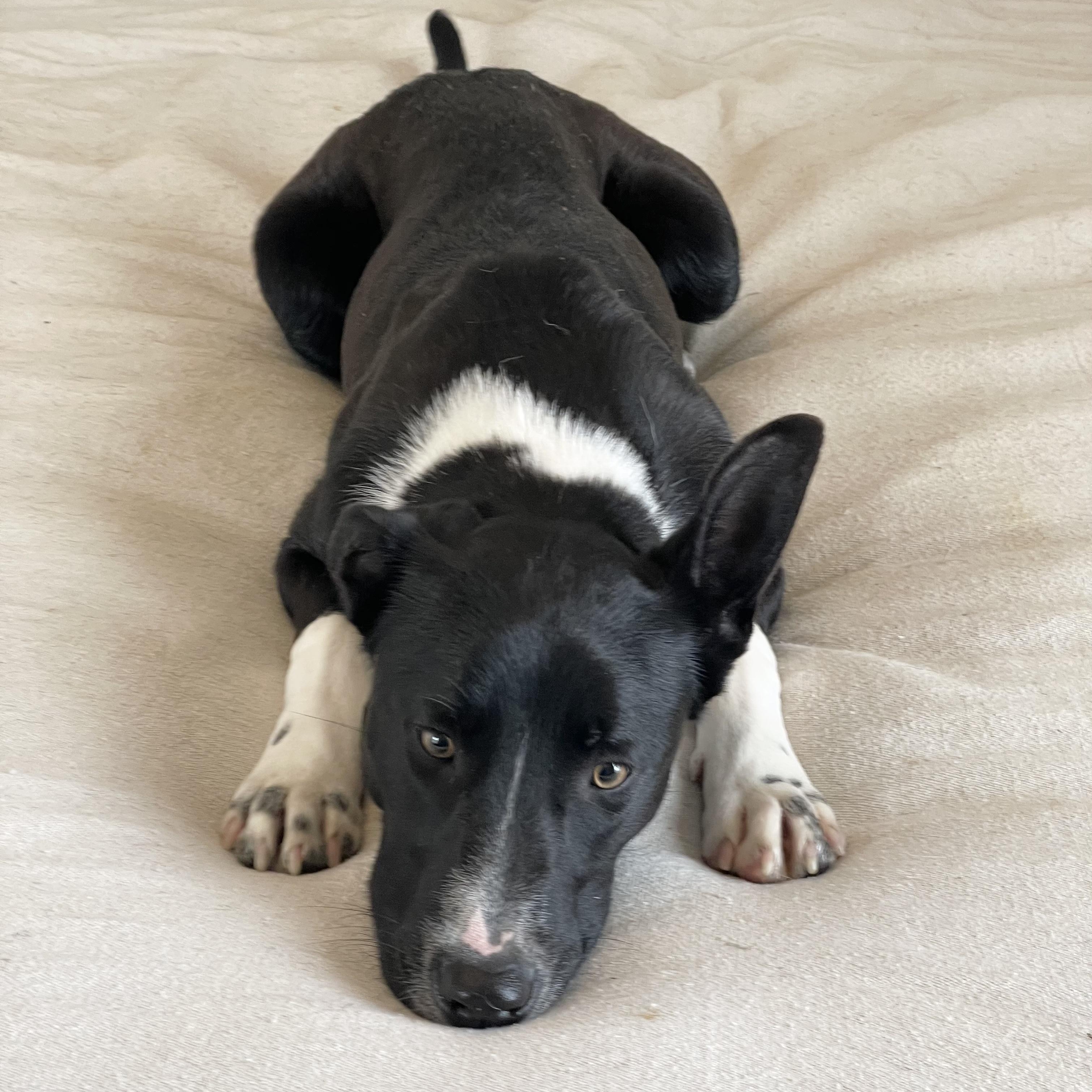 Darling Cecilia, a hold mixed breed in West Hartford , CT image 3/6