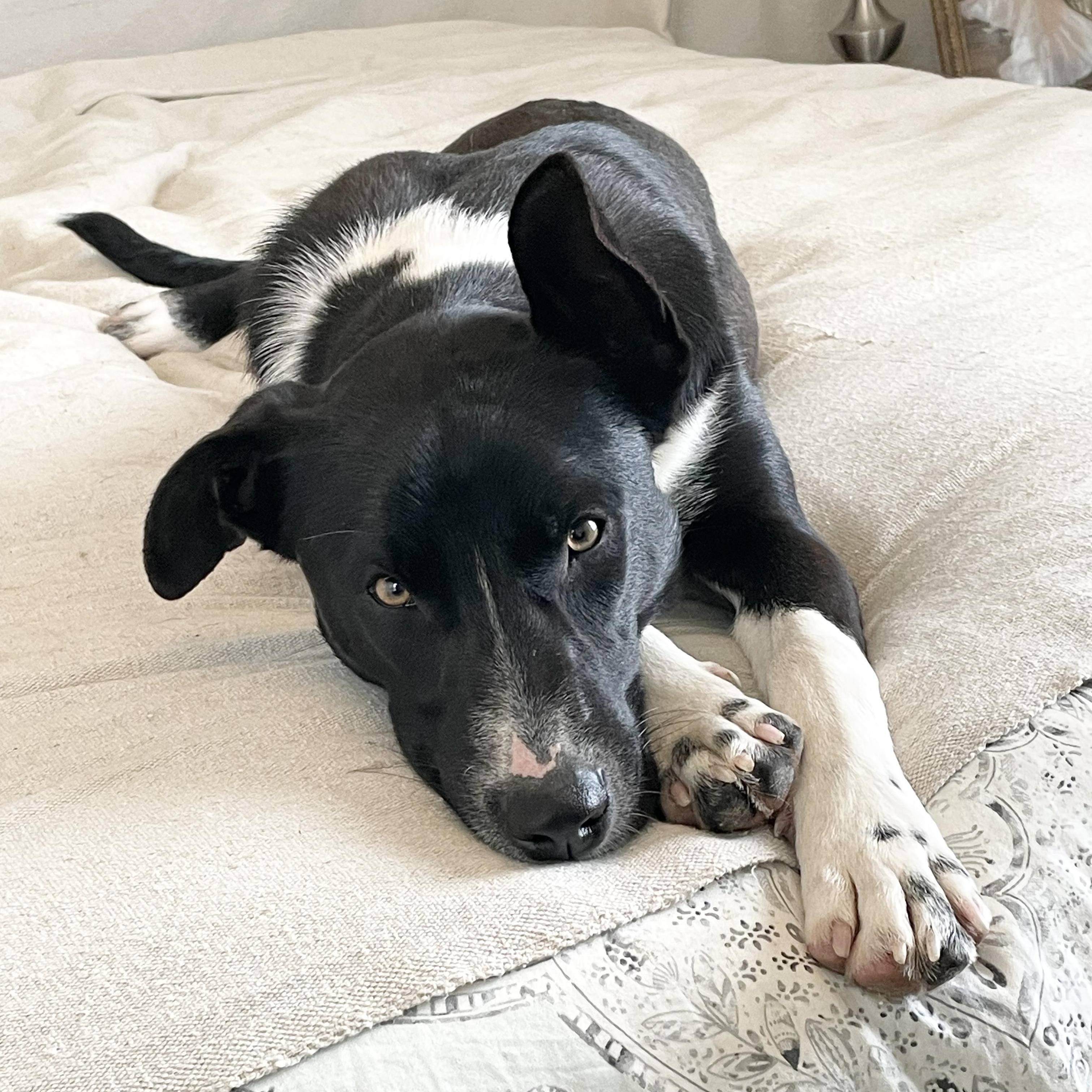 Darling Cecilia, a hold mixed breed in West Hartford , CT image 4/6