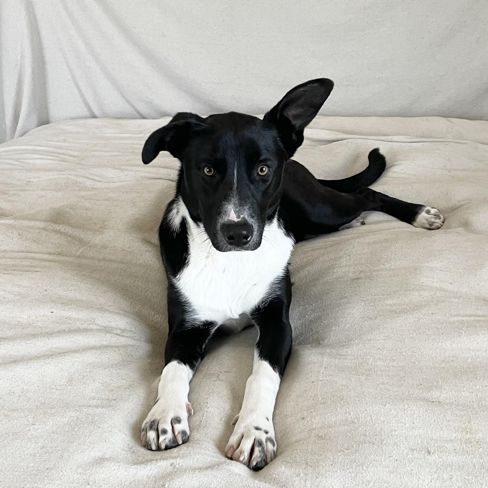 Darling Cecilia, a hold mixed breed in West Hartford , CT image 5/6