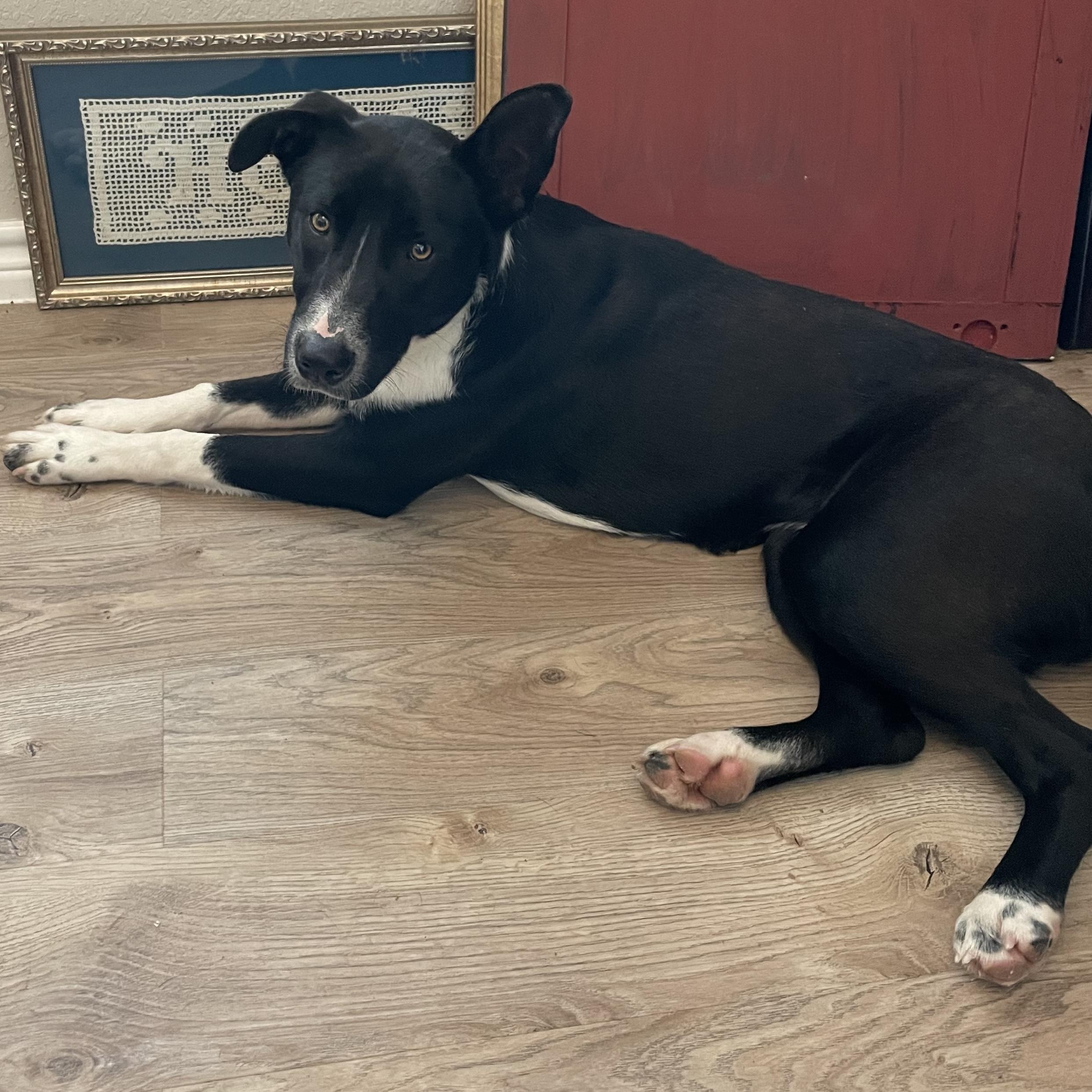 Darling Cecilia, a hold mixed breed in West Hartford , CT image 6/6