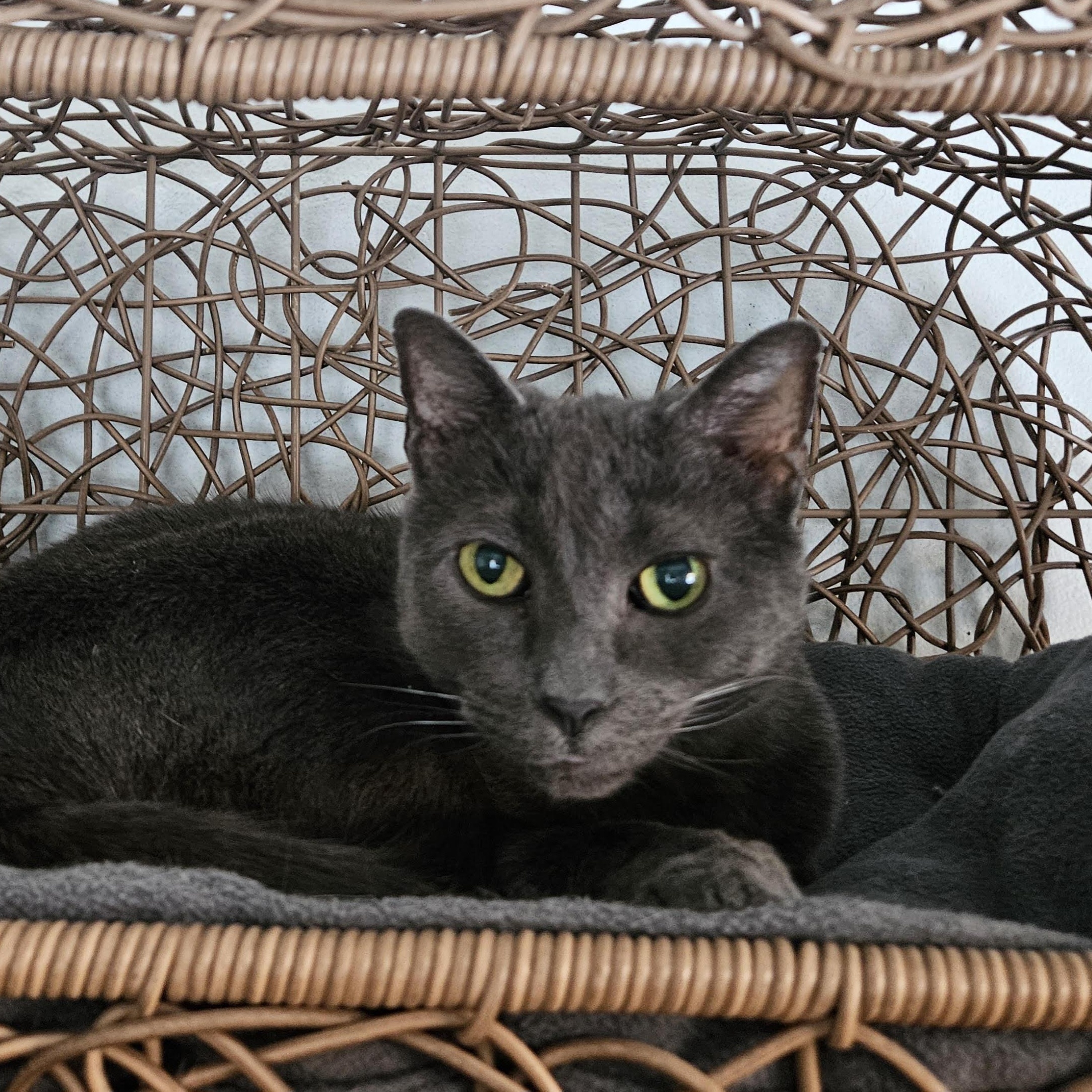 Enlarge Tomahawk , an adopted mixed breed in Antioch, IL image 1/1