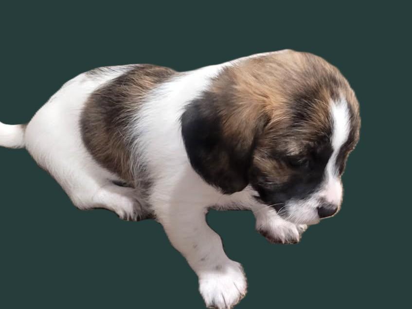 Pecan, an adoption pending mixed breed in Kellogg, ID image 3/3