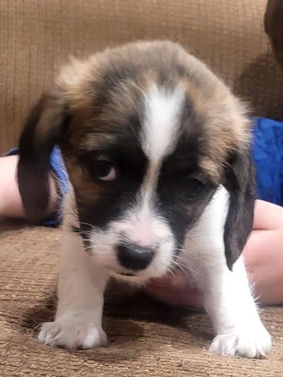 Pecan, an adoption pending mixed breed in Kellogg, ID image 1/3