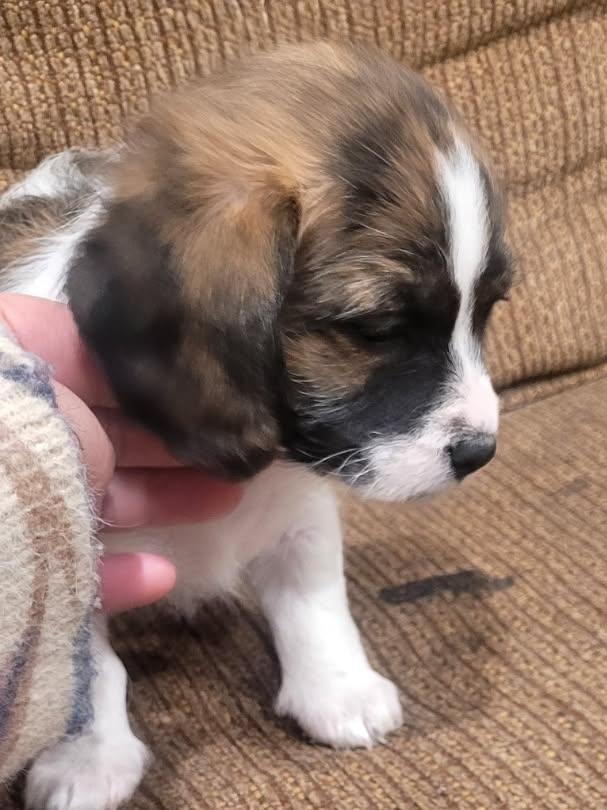 Pecan, an adoption pending mixed breed in Kellogg, ID image 2/3